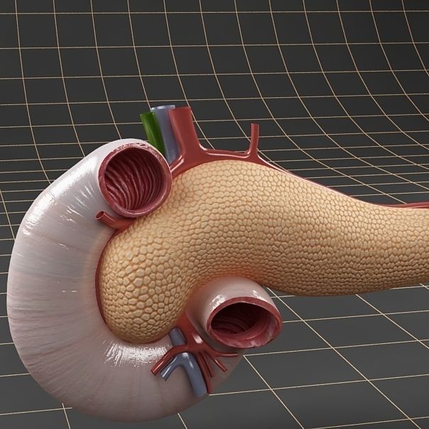 Anatomy collection 01 3D model_68