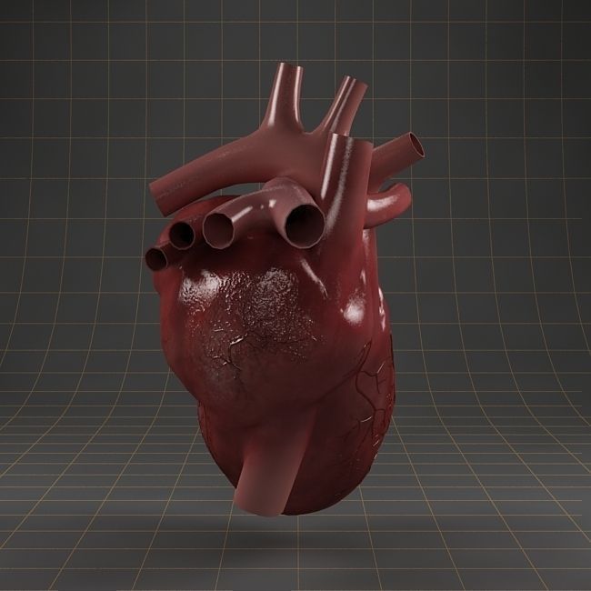 Anatomy collection 01 3D model_12