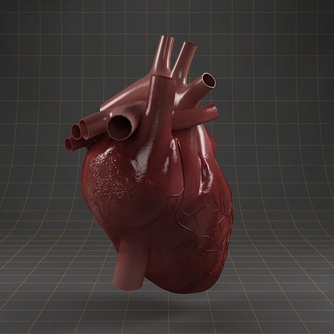 Anatomy collection 01 3D model_24