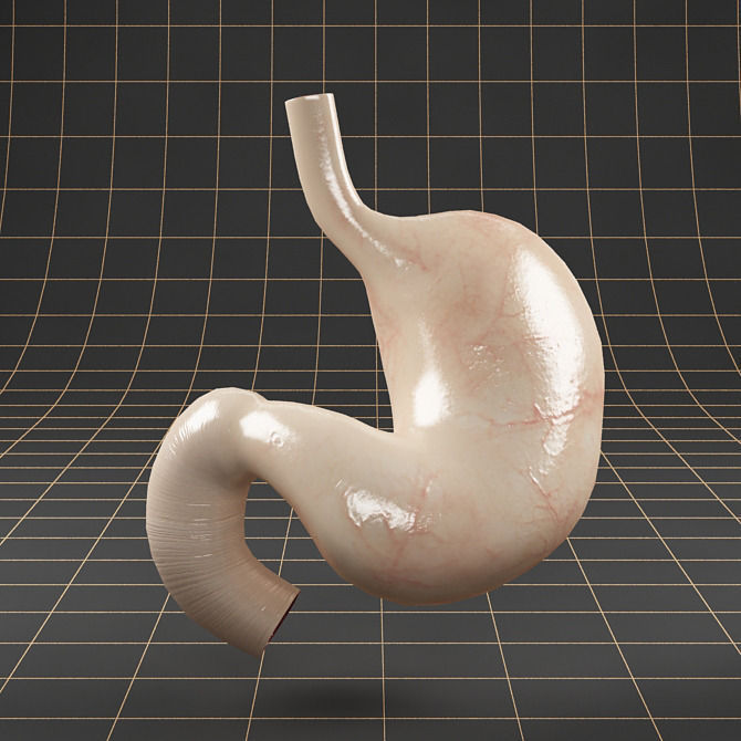 Anatomy collection 01 3D model_37