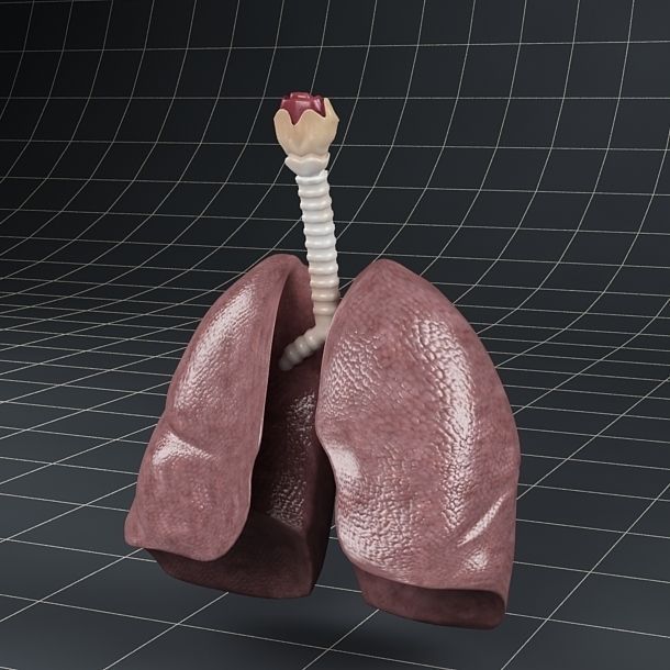 Anatomy collection 01 3D model_29