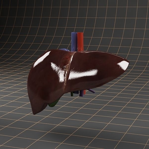 Anatomy collection 01 3D model_43