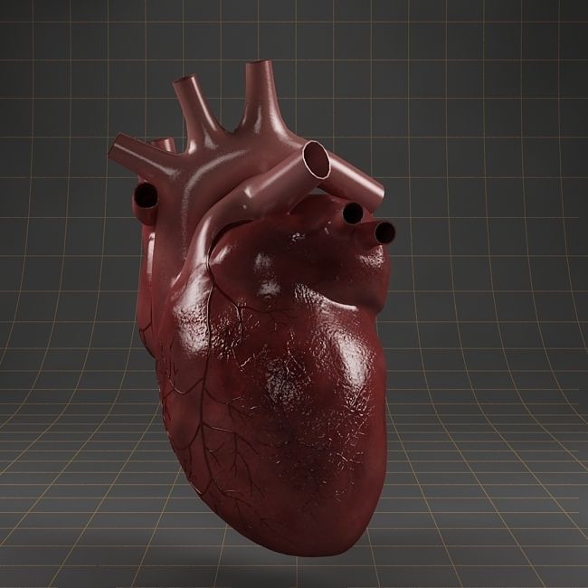 Anatomy collection 01 3D model_11