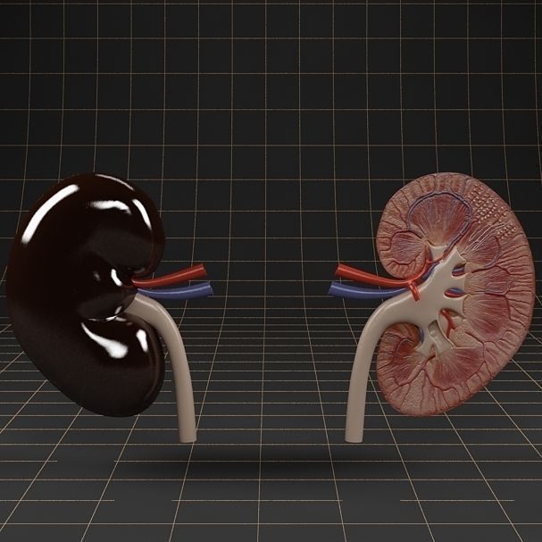 Anatomy collection 01 3D model_56