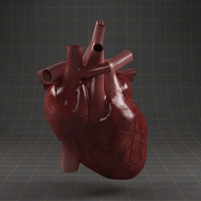 Anatomy collection 01 3D model_10