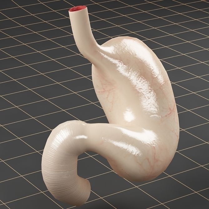 Anatomy collection 01 3D model_39