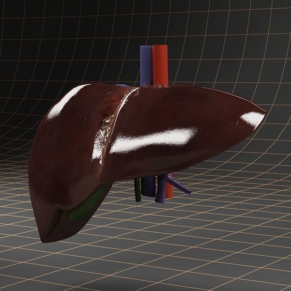 Anatomy collection 01 3D model_44