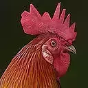 Rooster rigged animated and textured Low-poly 3D model