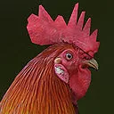 Rooster rigged animated and textured Low-poly 3D model