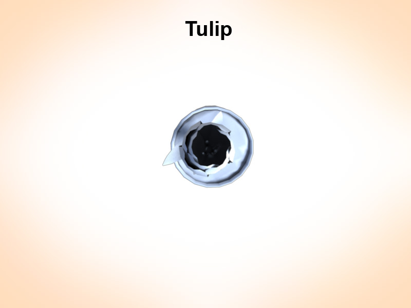 Tulip 3D model_2