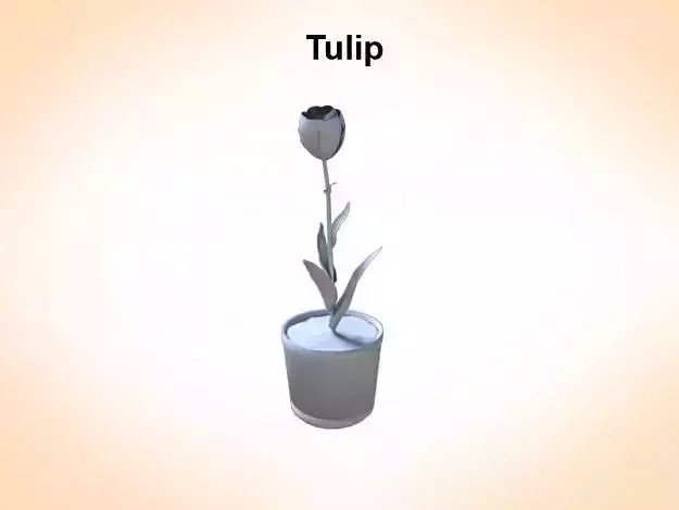 Tulip