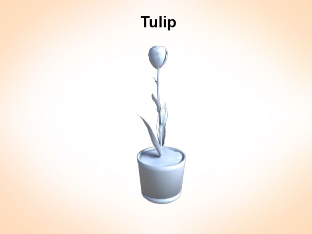 Tulip 3D model_1