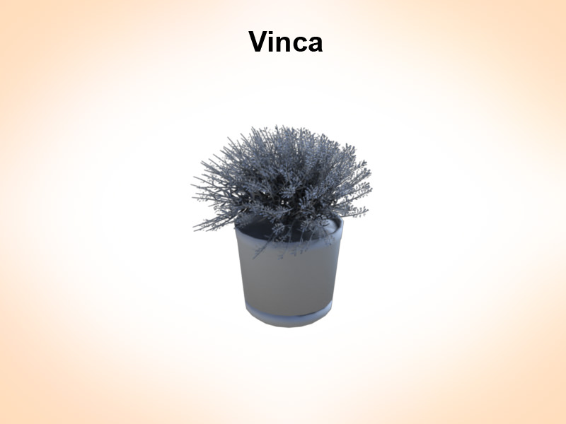 Vinca plant 3D model_2