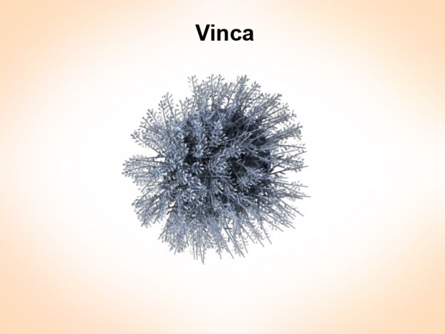 Vinca plant 3D model_1