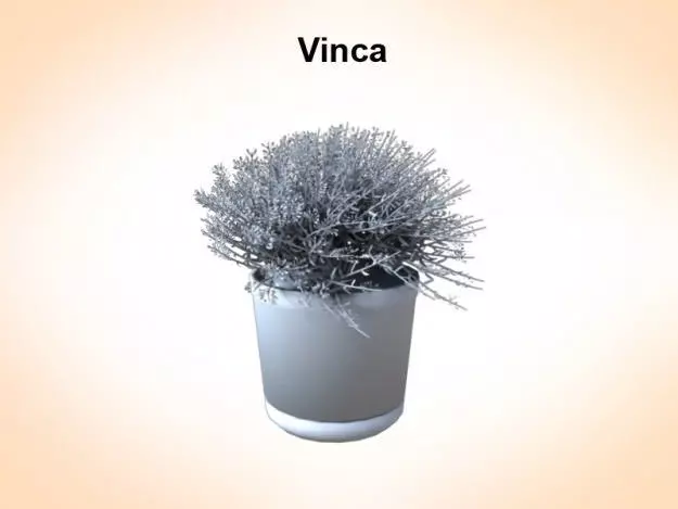 Vinca plant 3D model_0