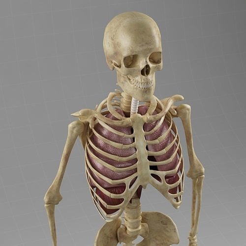 Anatomy Lungs Skeleton 3D model