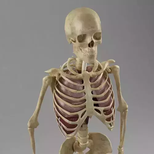 Anatomy Lungs Skeleton 3D model