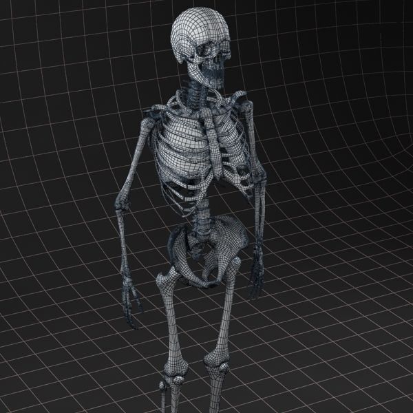 Anatomy Lungs and complete Skeleton 3D model_10