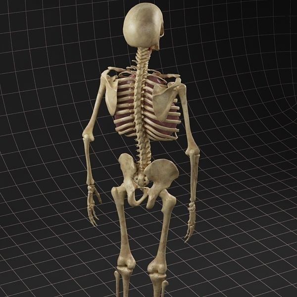 Anatomy Lungs and complete Skeleton 3D model_11