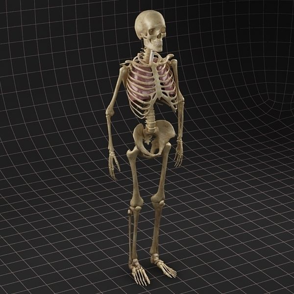 Anatomy Lungs and complete Skeleton 3D model_6