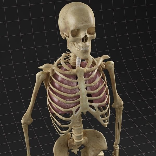 Anatomy Lungs and complete Skeleton 3D model_1