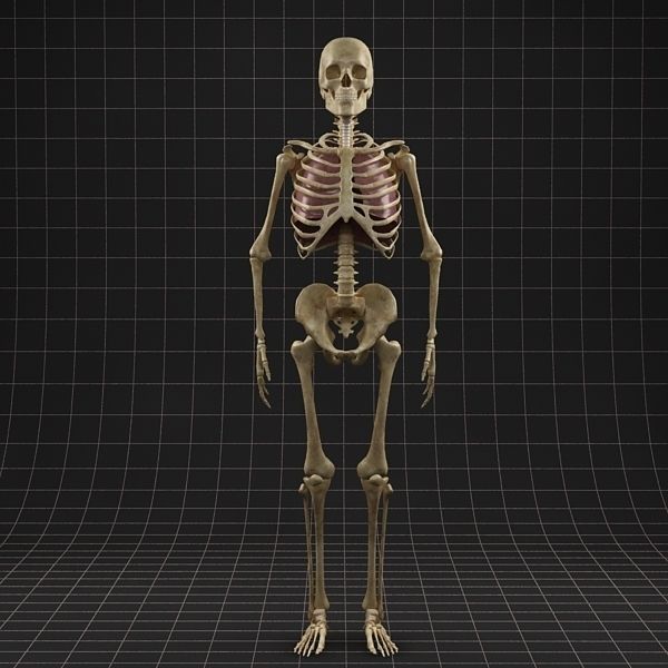 Anatomy Lungs and complete Skeleton 3D model_7