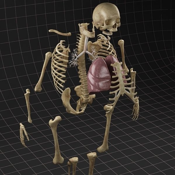 Anatomy Lungs and complete Skeleton 3D model_9