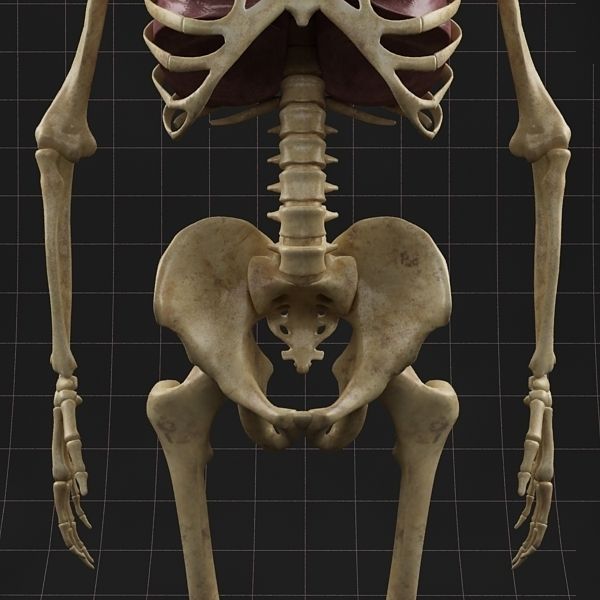 Anatomy Lungs and complete Skeleton 3D model_3