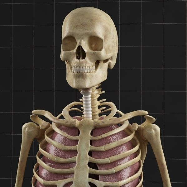 Anatomy Lungs and complete Skeleton 3D model_4