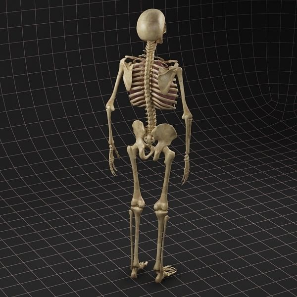 Anatomy Lungs and complete Skeleton 3D model_12