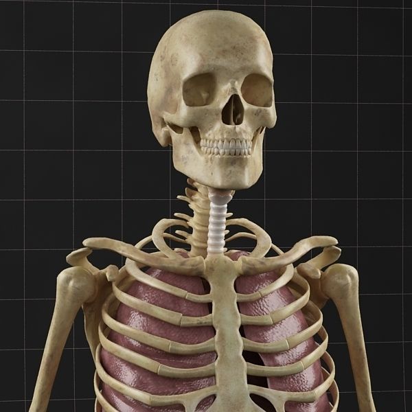 Anatomy Lungs and complete Skeleton 3D model_2