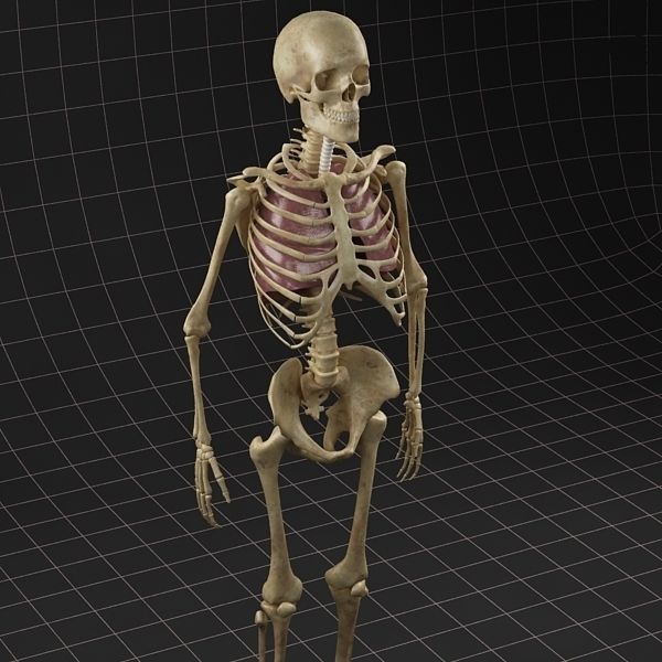 Anatomy Lungs and complete Skeleton 3D model_5