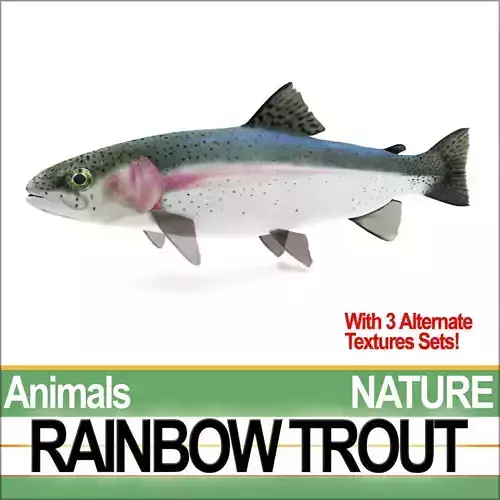 Rainbow Trout 3D model