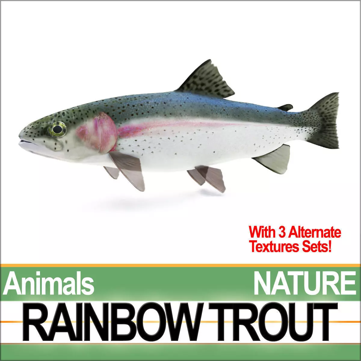 Rainbow Trout 3D model_0