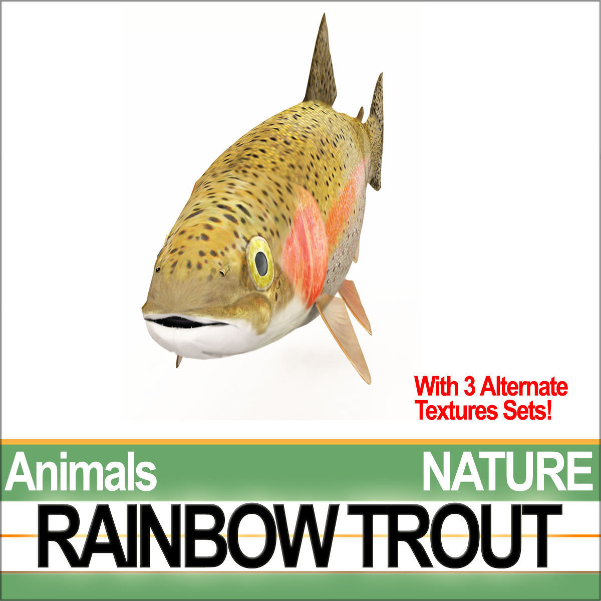 Rainbow Trout 3D model_6
