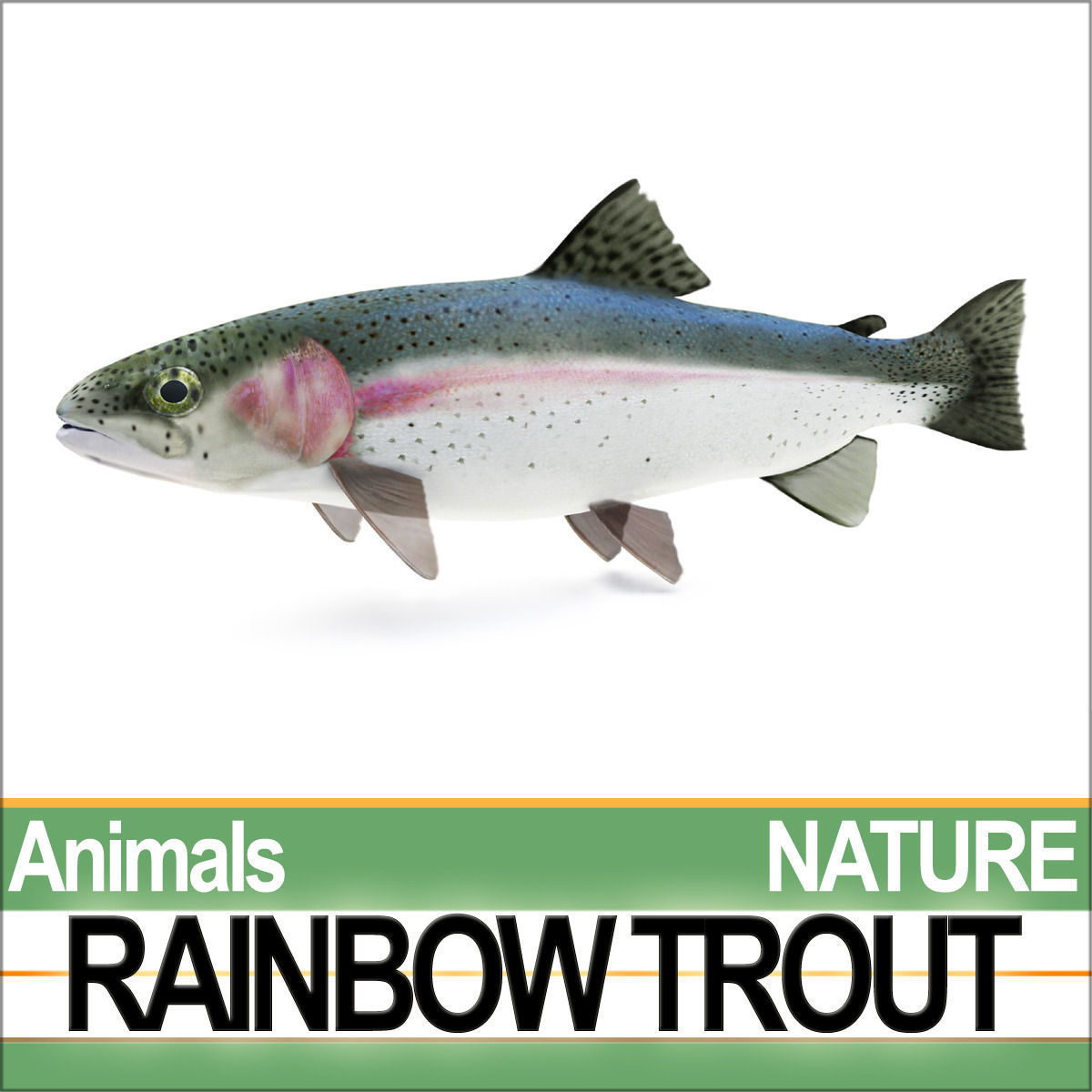 Rainbow Trout 3D model_1