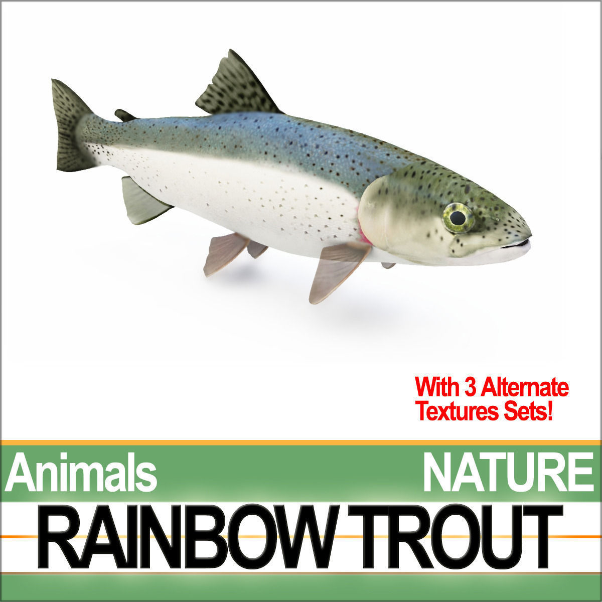 Rainbow Trout 3D model_4