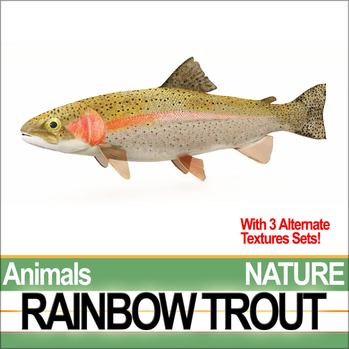 Rainbow Trout 3D model_5