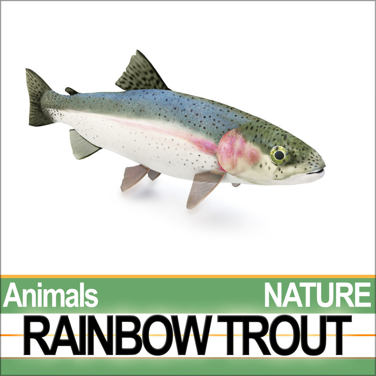 Rainbow Trout 3D model_2