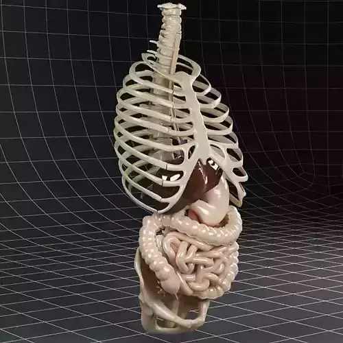 Anatomy Digestive System 3D model