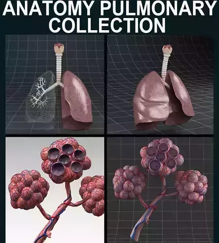 Anatomy collection 02 3D model