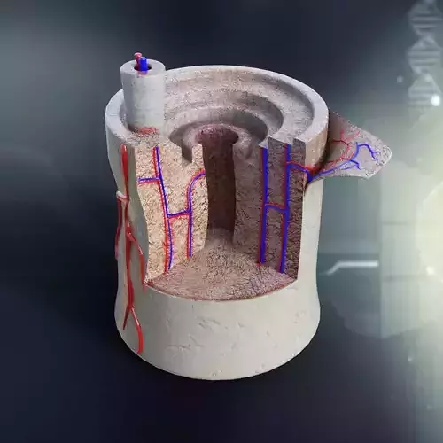 Human Bone Anatomy 3D model