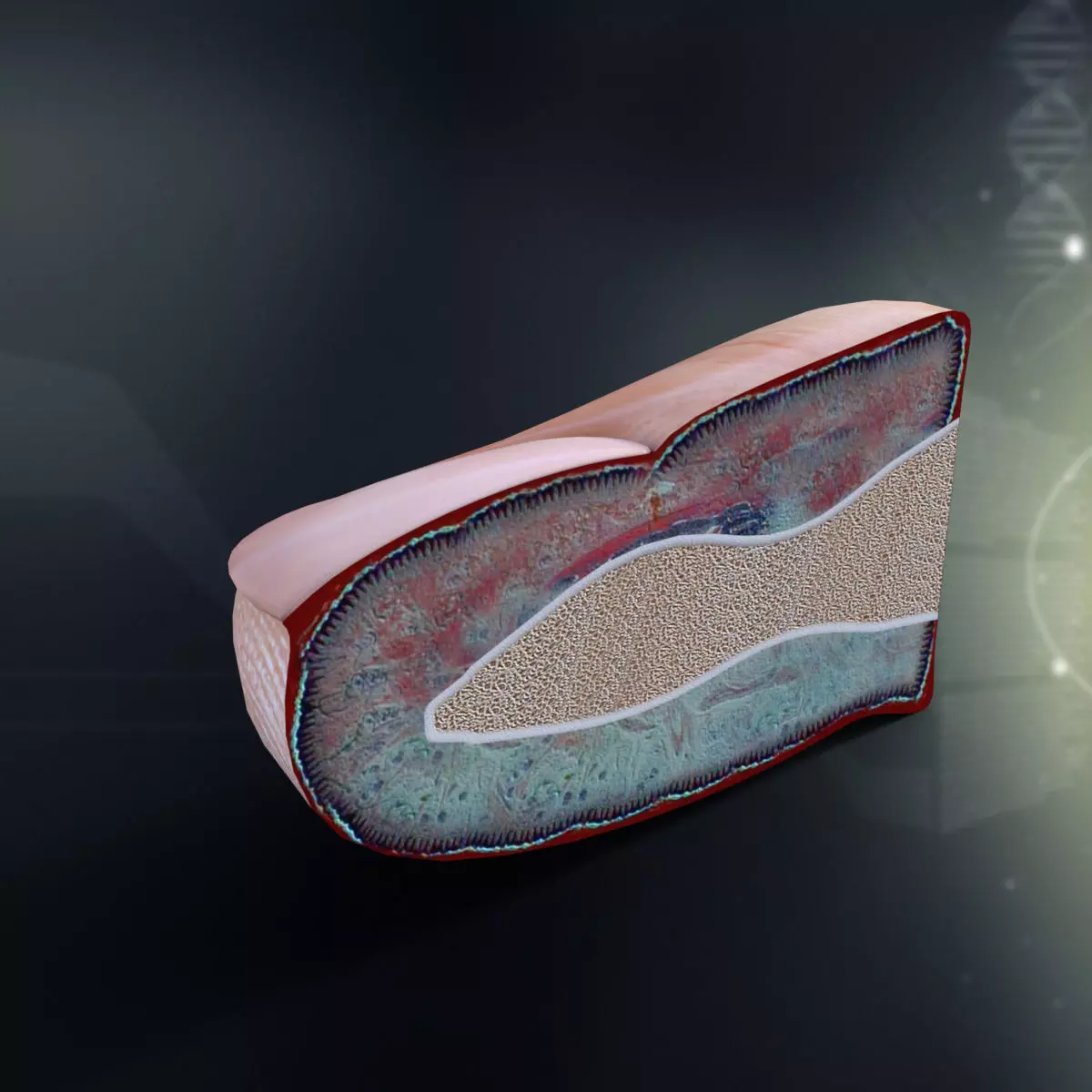 Human Finger Anatomy 3D model_0