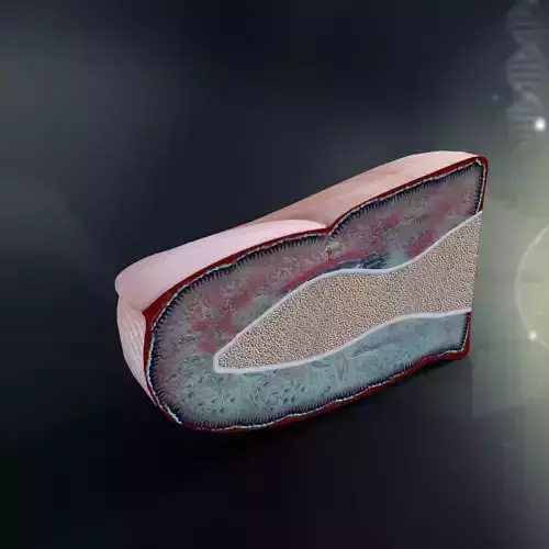 Human Finger Anatomy 3D model