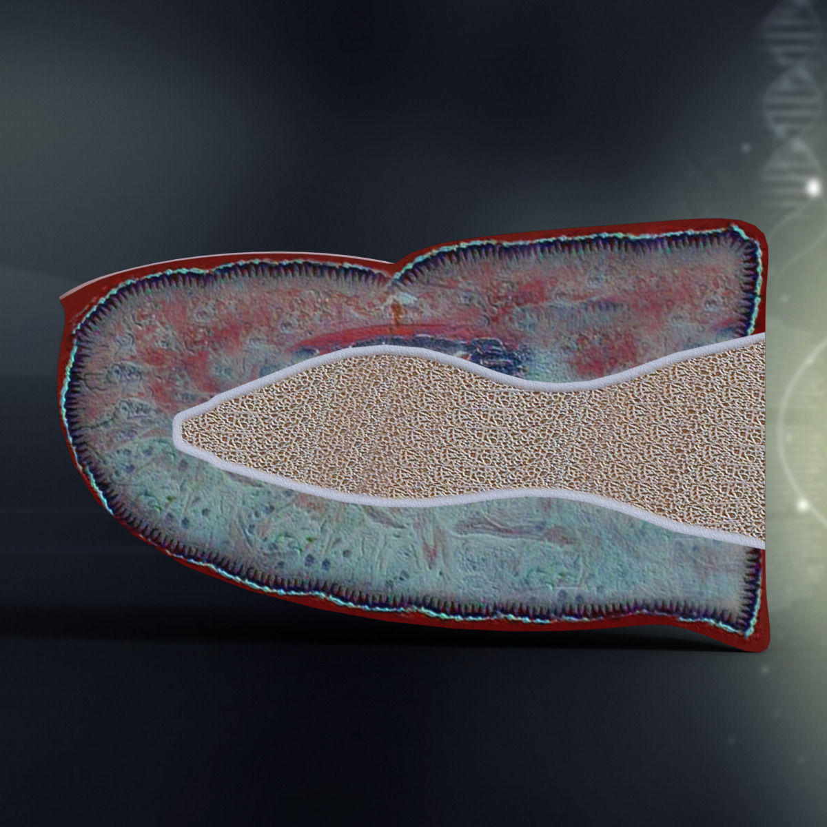 Human Finger Anatomy 3D model_2