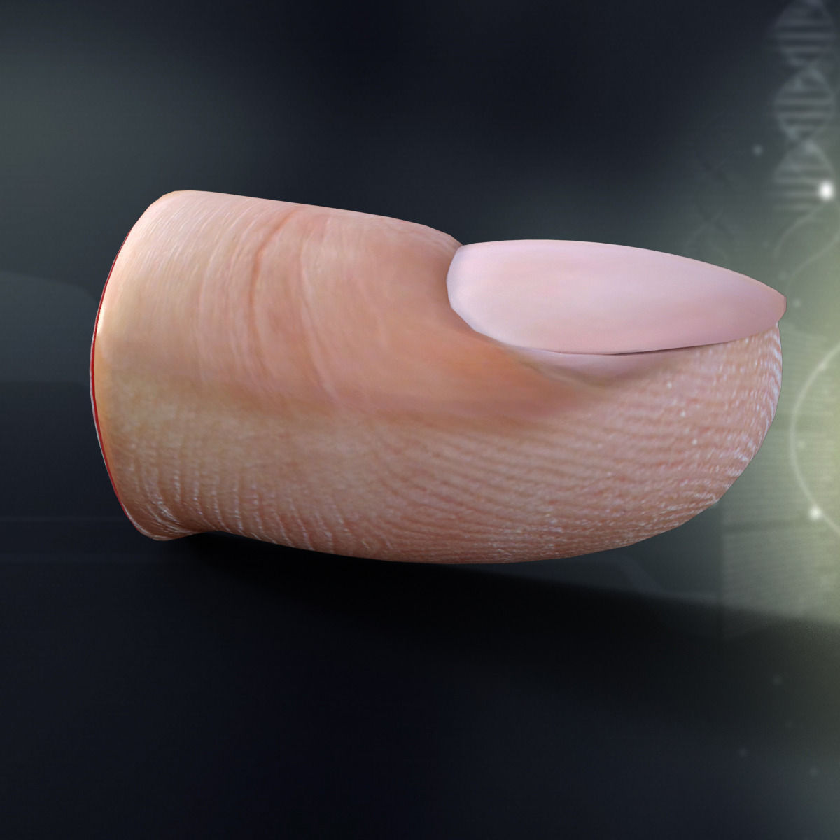 Human Finger Anatomy 3D model_1