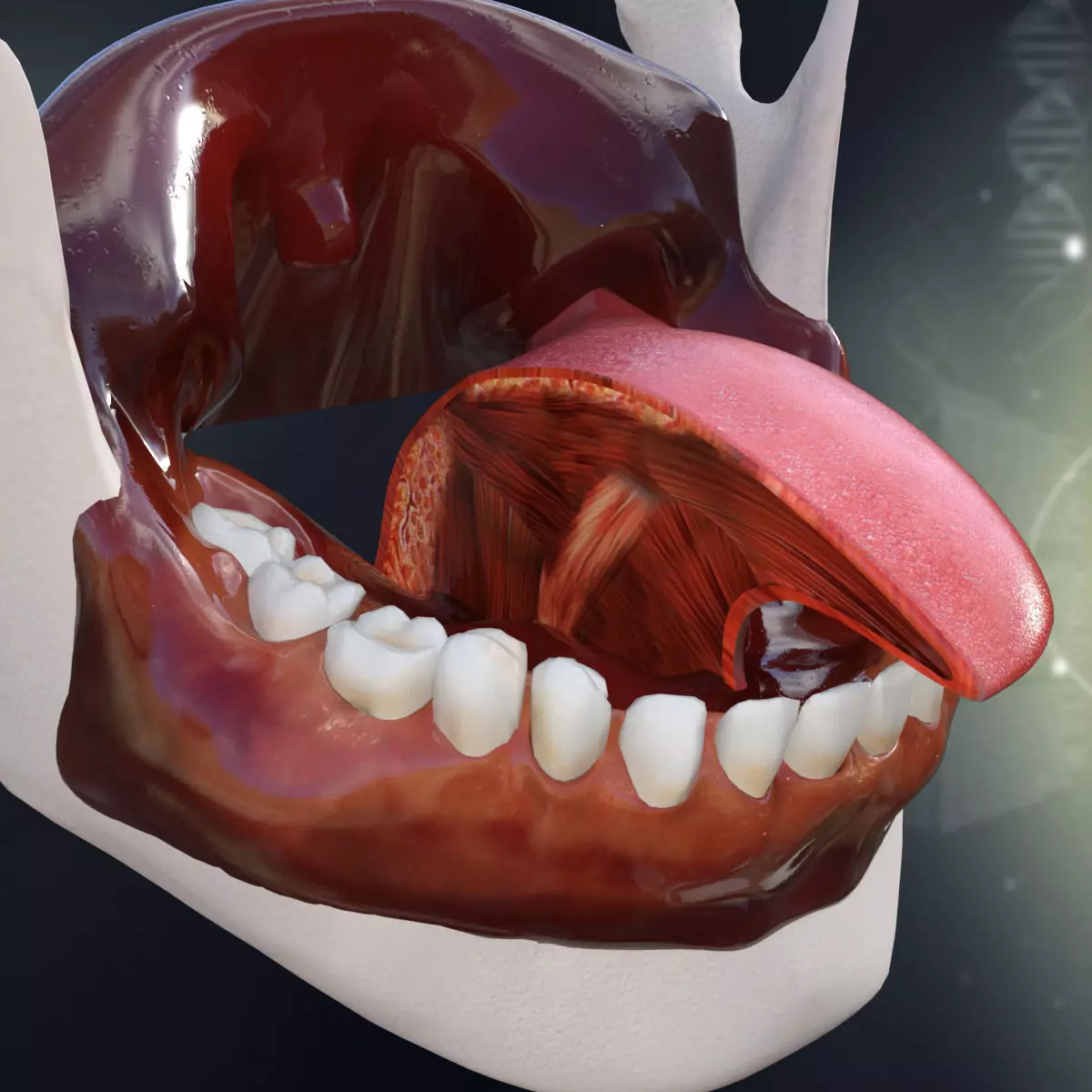 Human Teeth Gums and Tongue Anatomy 3D model