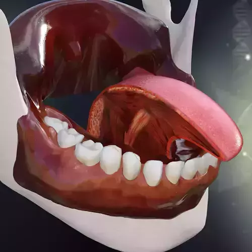 Human Teeth Gums and Tongue Anatomy 3D model