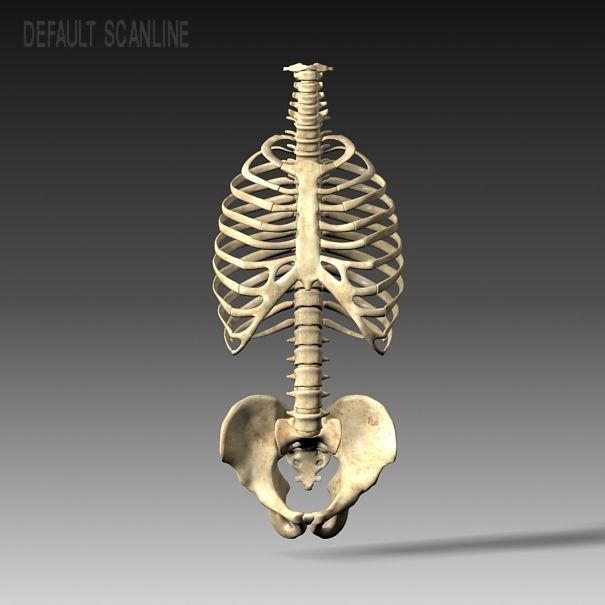 Anatomy skeleton pelvis spinal column ribs 3D model_6
