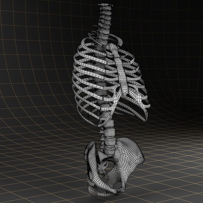 Anatomy skeleton pelvis spinal column ribs 3D model_8